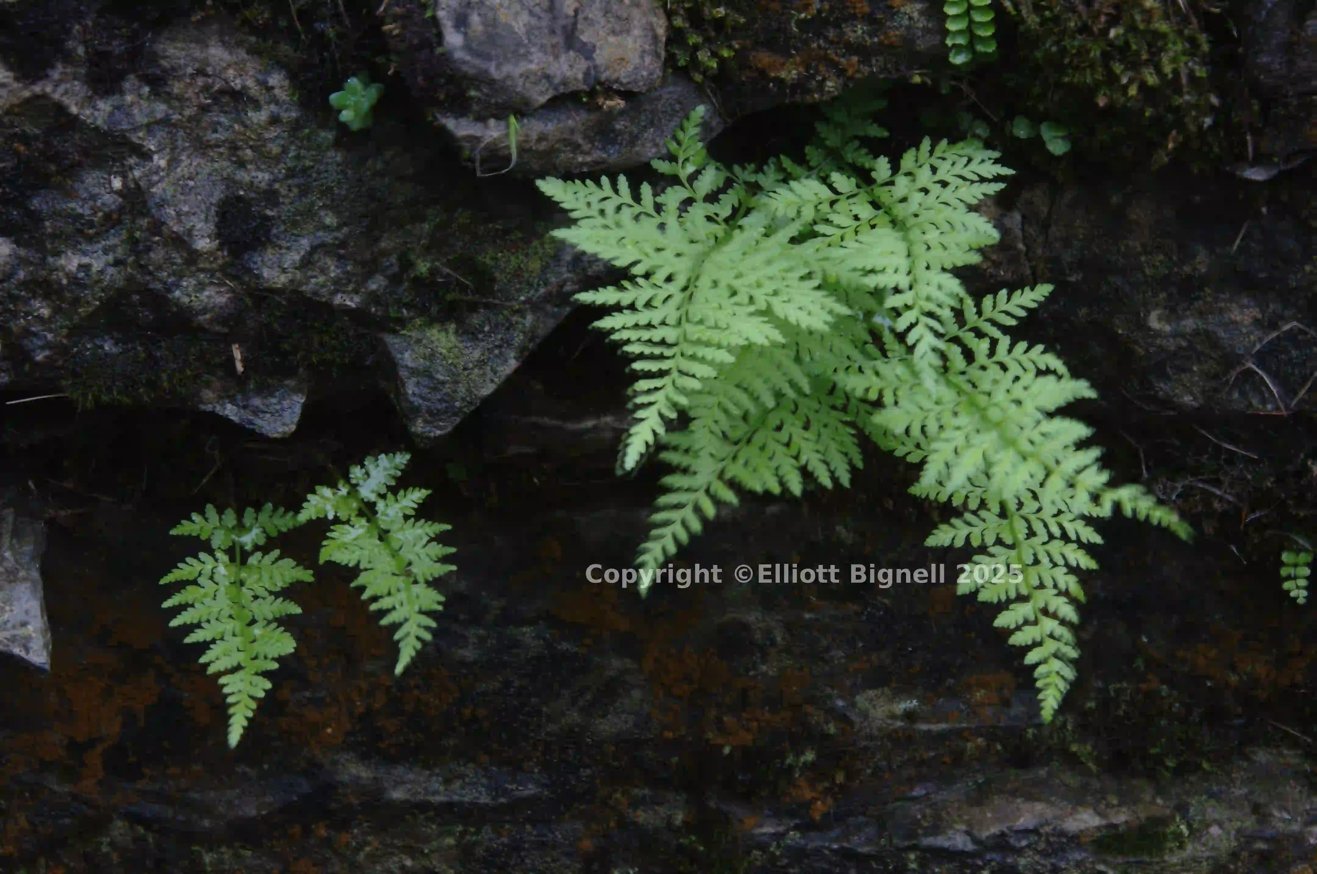 2013-10-31-19.32.40 ZS DMap.jpg